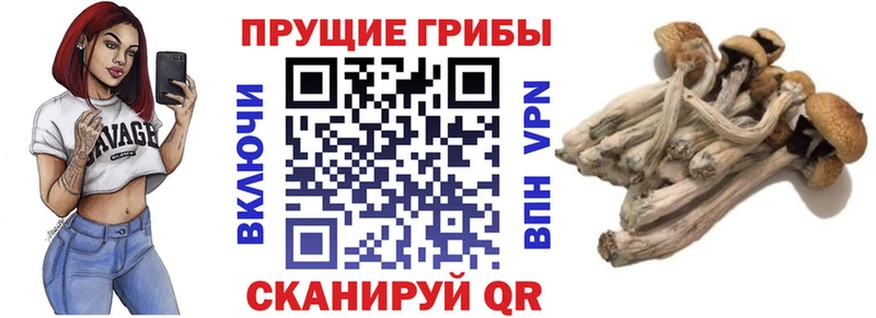 магазин продажи   Северск  MEGA рабочий сайт  Галлюциногенные грибы Cubensis 